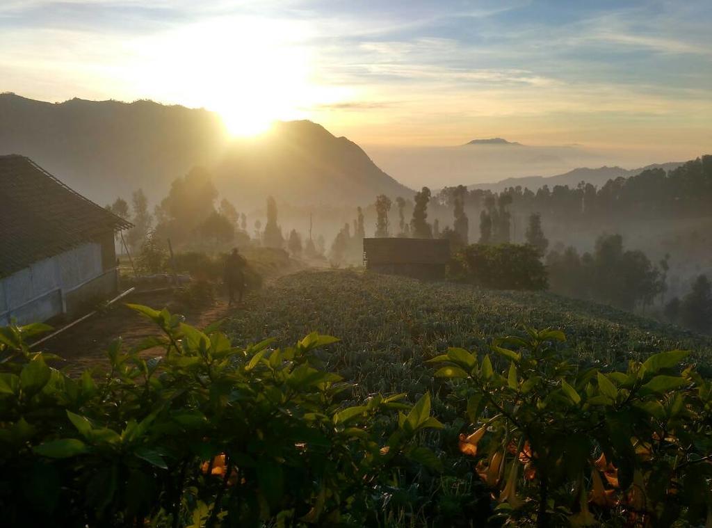 Bromo Otix Guest House Eksteriør billede